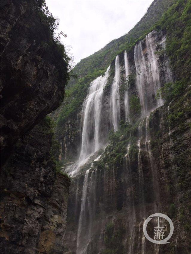 爱吃叶子的毛毛虫